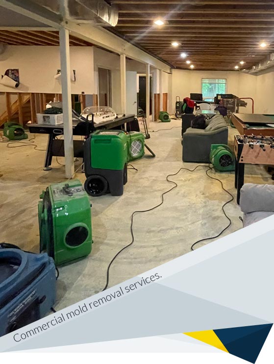 Mold Removal Services for Commercial Needs