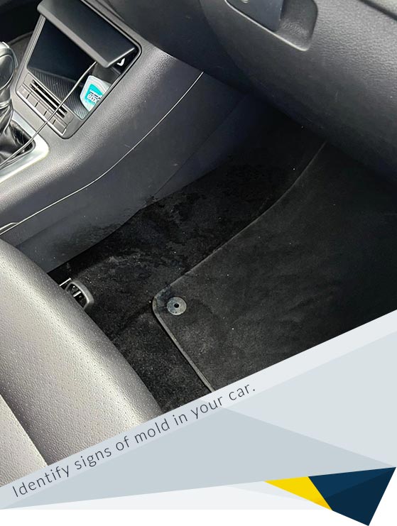 Mold in the Car: How to Spot It and What to Do