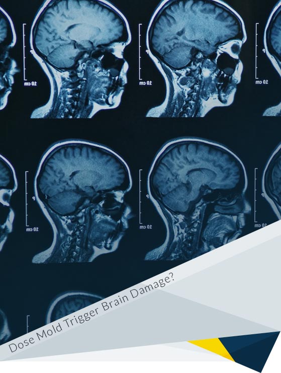 Can Mold Trigger Brain Damage?