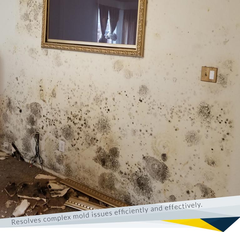 Mold Exposure Case Studies and Recent Projects