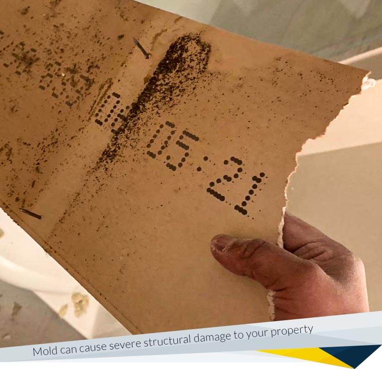 Mold Removal vs. Mold Remediation: What's the Difference?