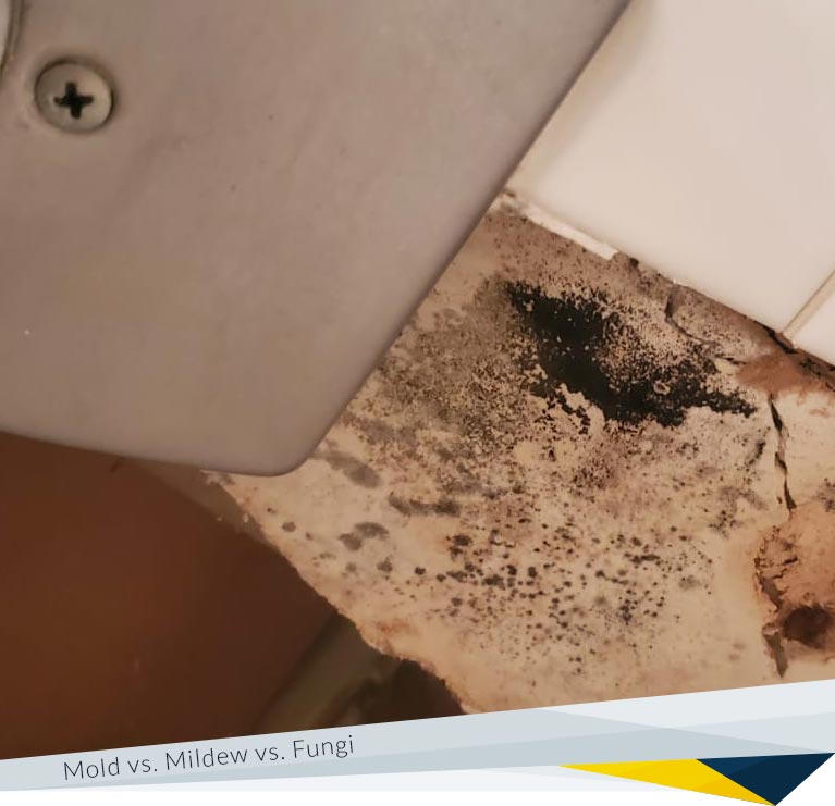 Mold vs. Mildew vs. Fungi: What Is the Difference?
