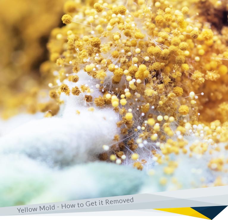 What Are The Signs of Yellow Mold and How Can You Get it Removed?