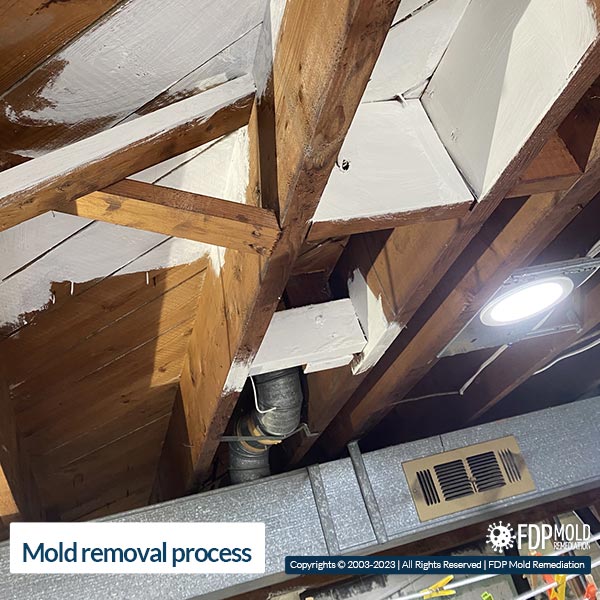 Ceiling mold remediation in Potomac