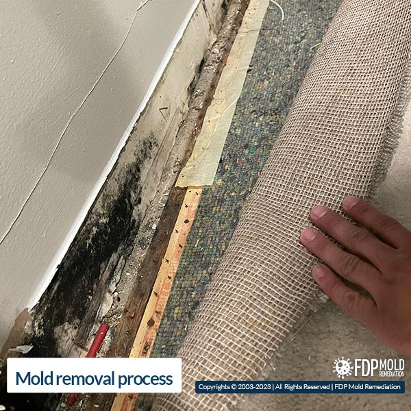 Mold remediation in Gaithersburg