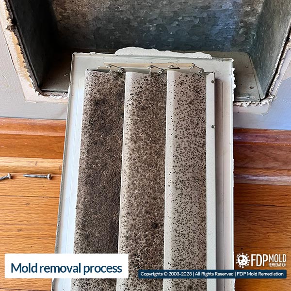 Mold Remediaiton in Potomac