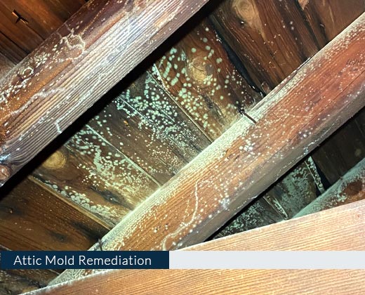 Attic Mold Remediation in Reston, VA