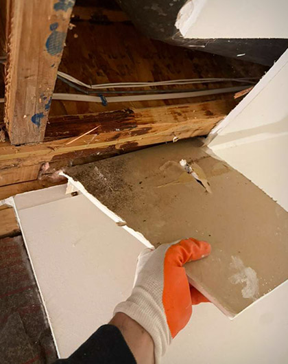 Step 1: Mold Inspection and Initial Assessment