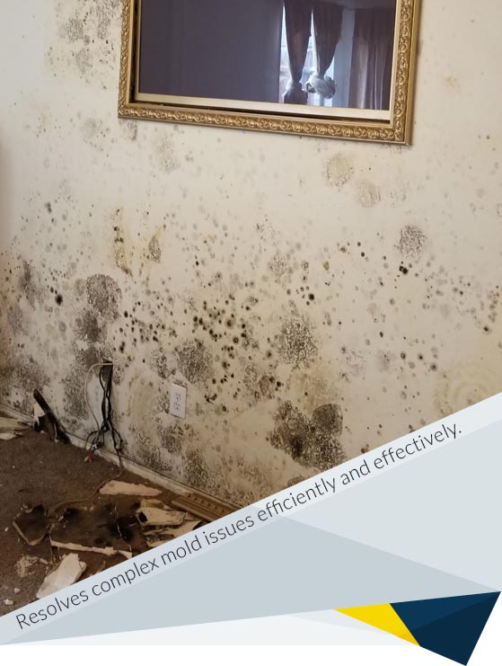 Mold Exposure Case Studies and Recent Projects