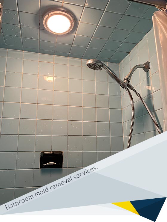 Why Should You Consider Professional Bathroom Mold Removal Services