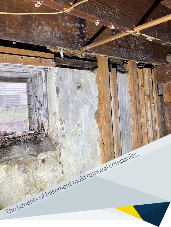 Basement Mold Mitigation Case Study in Edison, NJ