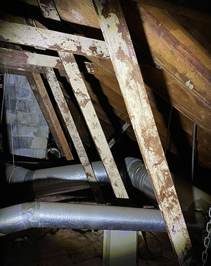 What is the Secret to Effective Green Mold Removal