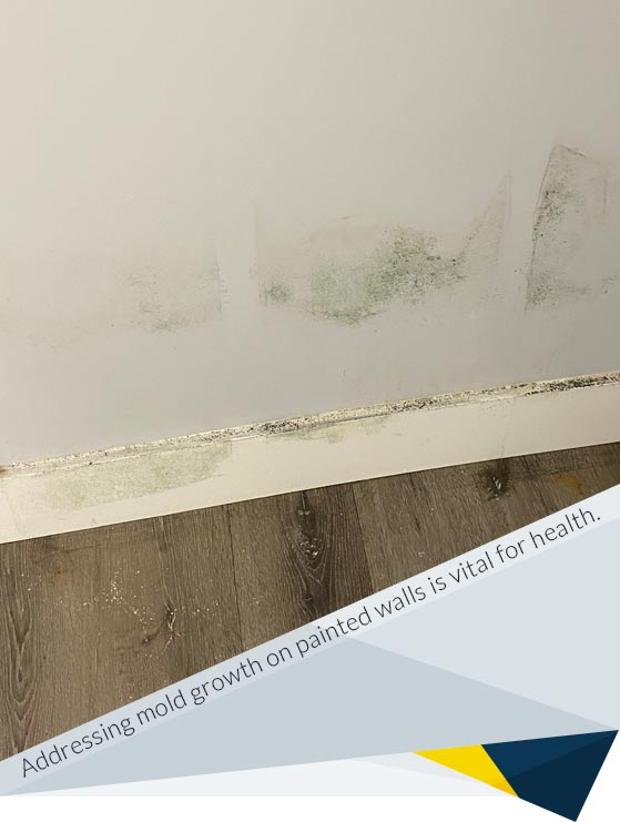 How to Remove Mold from Painted Walls: Expert Techniques