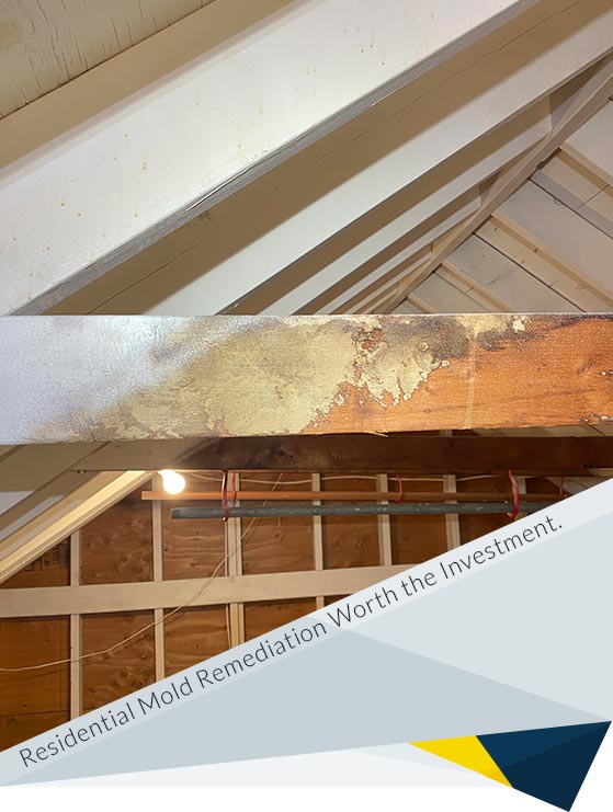 Unmasking the Essentials: Is Residential Mold Remediation a Wise Investment?