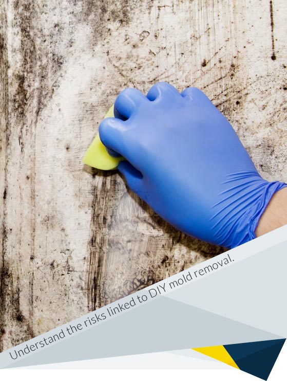 Why DIY Mold Removal Approach is Dangerous for Your Home