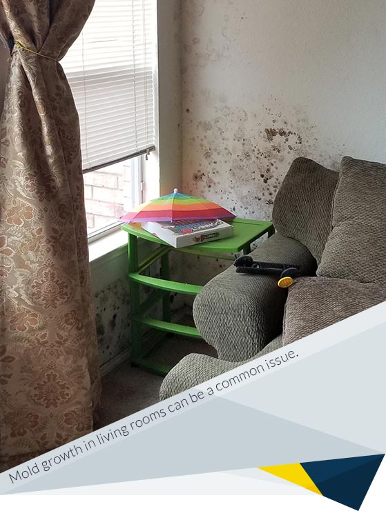 How Dangerous Is Mold in My Living Room?