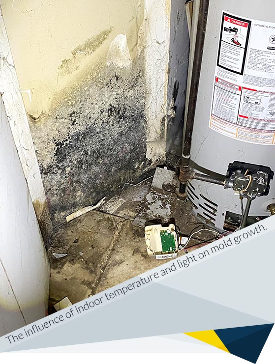 Environmental Factors That Contribute to Mold Growth