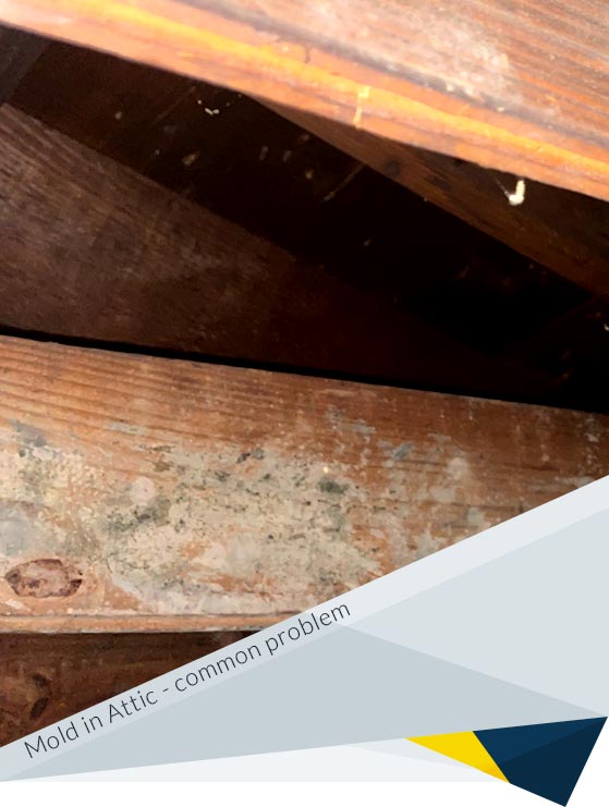 Mold in Attic: Why You Should Care and What to Do About It