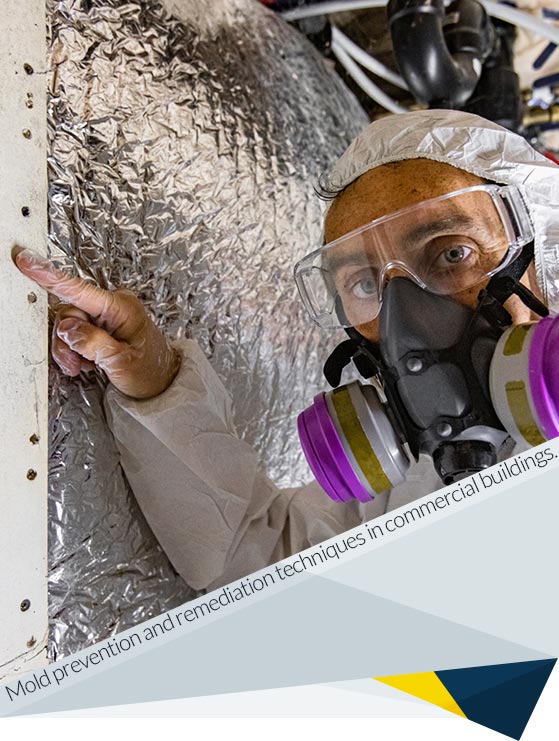 Mold in Commercial Buildings: Risks, Prevention, and Remediation Strategies