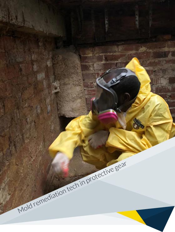 Pros of Hiring a Professional Mold Remediation
