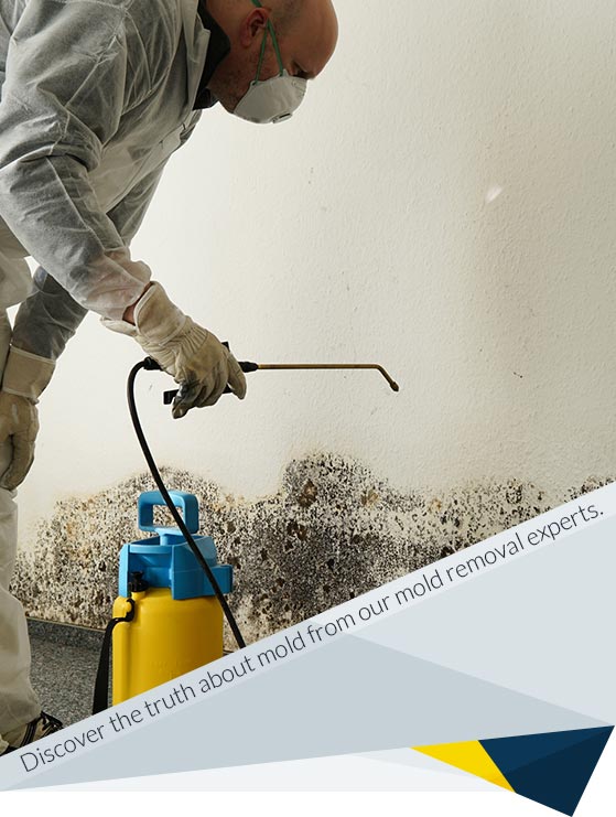 7 Common Mold Myths: Debunked by Mold Removal Experts!