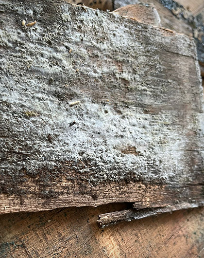 Cotton-Like White Mold on Drywall: Causes, Risks, and Solutions Cotton-Like White Mold on Drywall: Causes, Risks, and Solutions