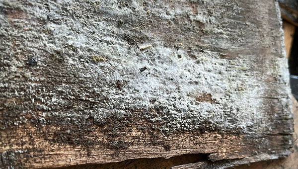 Cotton-Like White Mold on Drywall: Causes, Risks, and Solutions Cotton-Like White Mold on Drywall: Causes, Risks, and Solutions