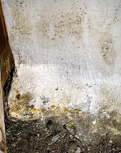 Intelligent Yellow Slime Mold: Why This Living Organism Fascinates Scientists, Artists, And Homeowners