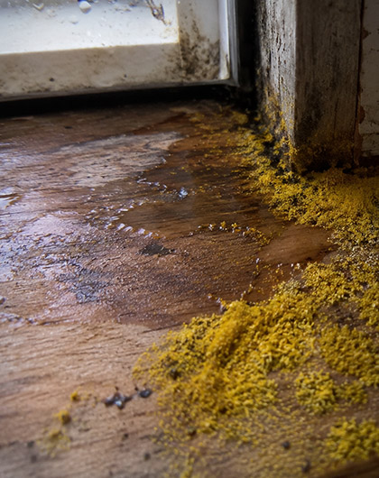 Yellow growth near a damp door frame inside a home