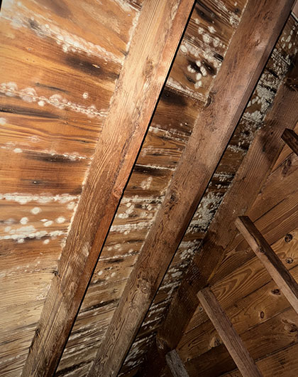 How to Spot & Remove Attic Mold the Right Way