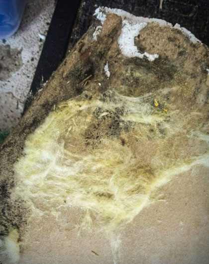How to Identify Toxic vs. Non-Toxic Mold