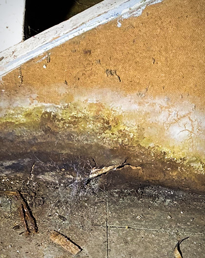 Yellowish growth along a damp indoor wall edge