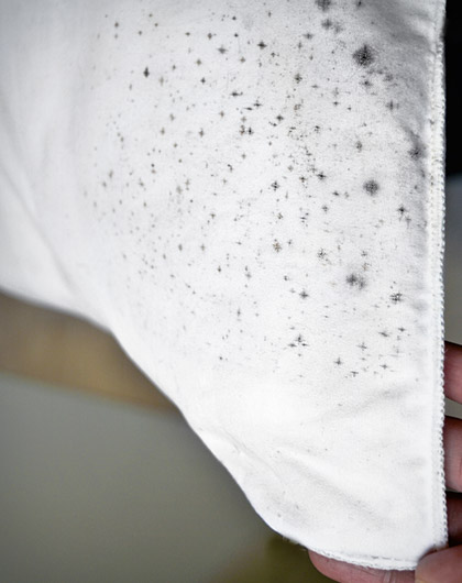 Black Mold on Clothes: Why It's a Bigger Problem