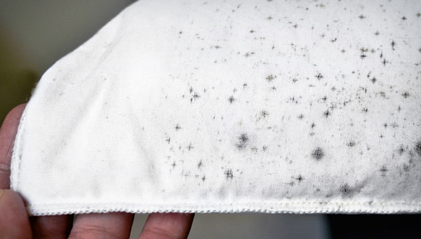 Black Mold on Clothes: Why It's a Bigger Problem