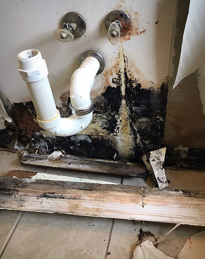 Why Mold Under the Sink Is More Than Just a Nuisance Why Mold Under the Sink Is More Than Just a Nuisance