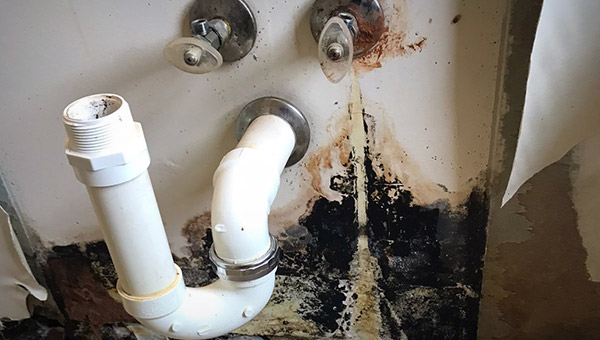 Why Mold Under the Sink Is More Than Just a Nuisance Why Mold Under the Sink Is More Than Just a Nuisance