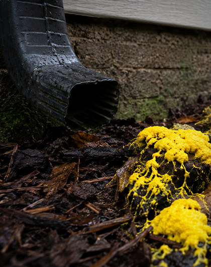 Yellow slime mold growing on damp mulch near a downspout