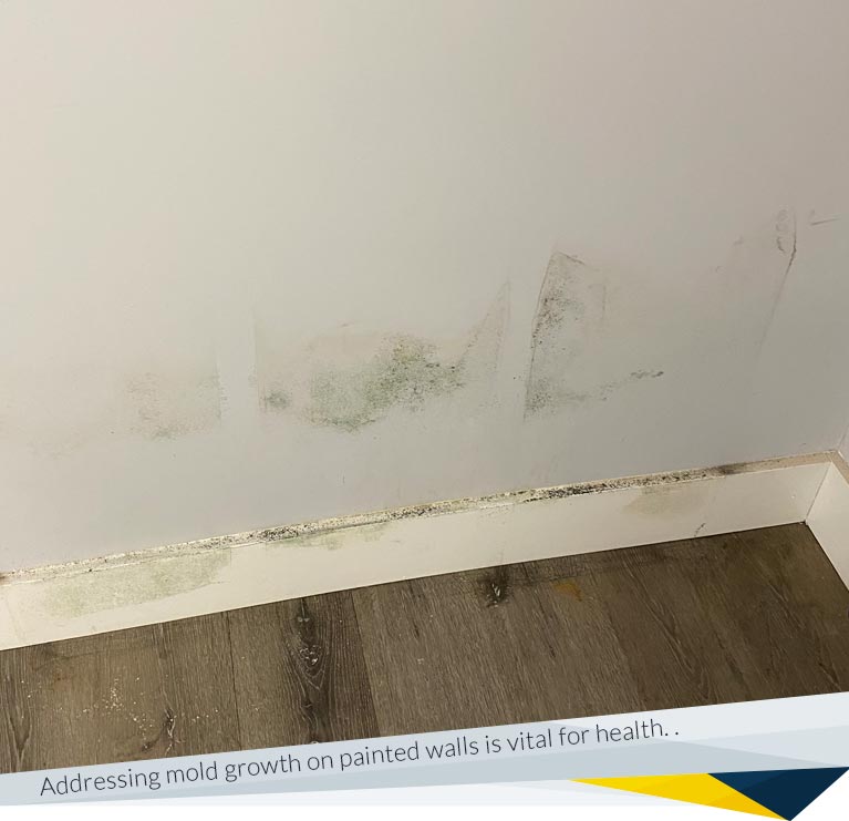 How to Remove Mold from Painted Walls: Expert Techniques