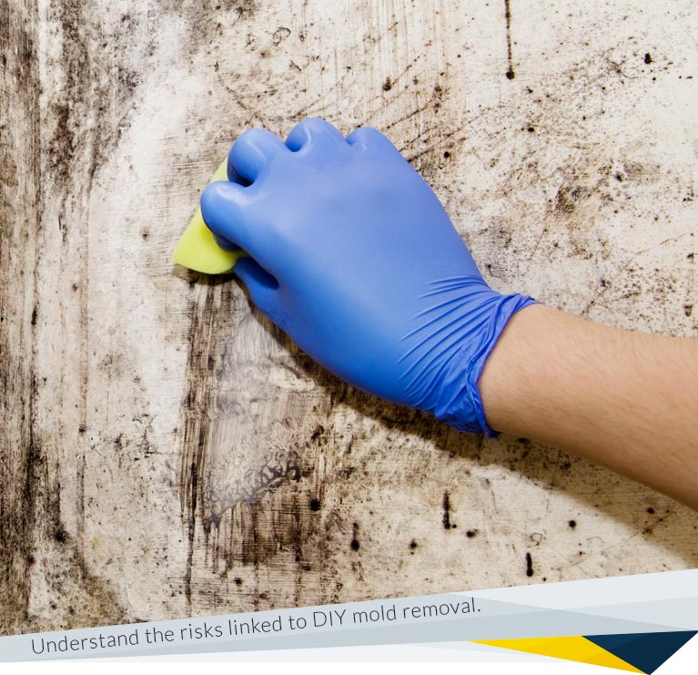 Why DIY Mold Removal Approach is Dangerous for Your Home