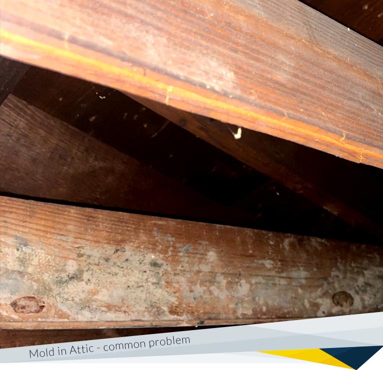 Steps to Remove Mold from Plywood in the Attic