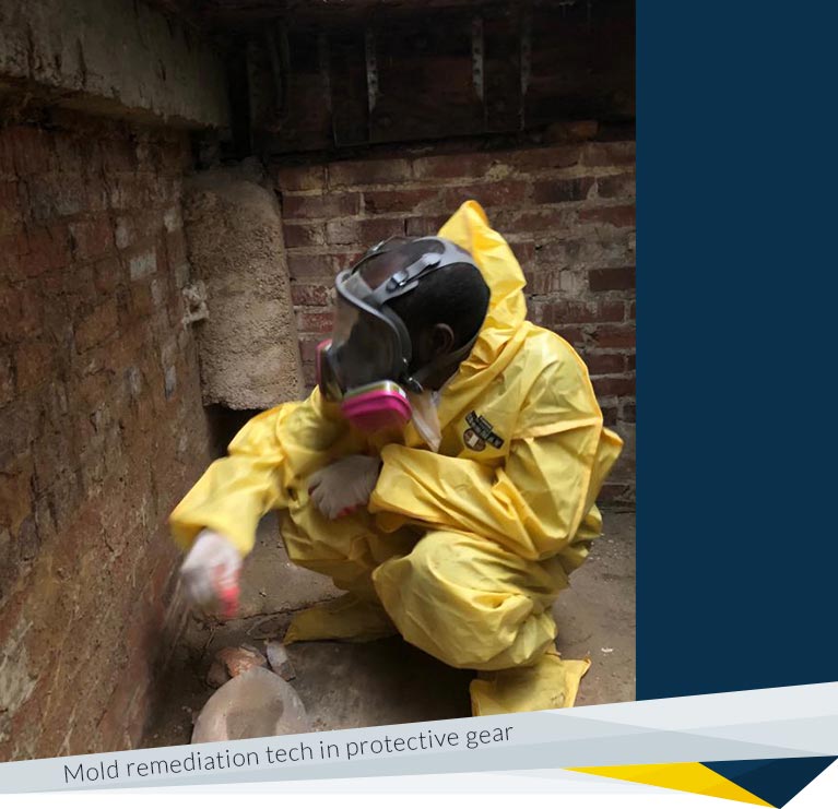 Pros of Hiring a Professional Mold Remediation