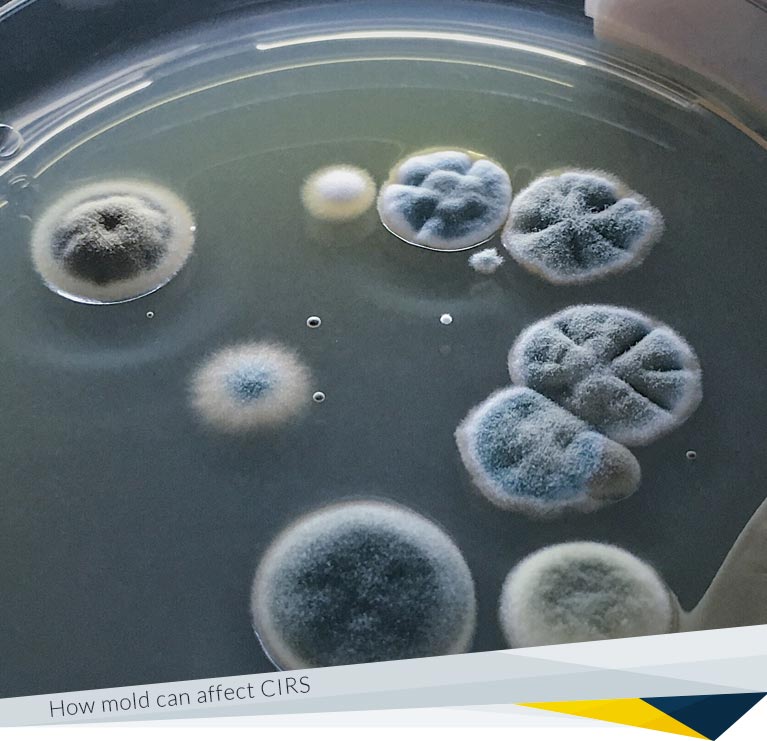 What You Should Know About Mold Illness (CIRS)?