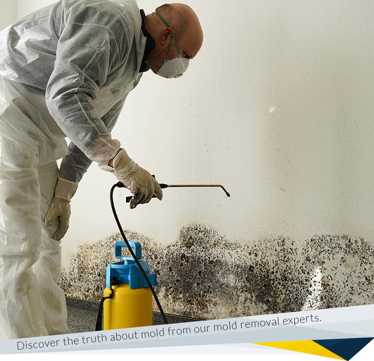 7 Common Mold Myths: Debunked by Mold Removal Experts!