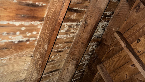 How to Spot & Remove Attic Mold the Right Way