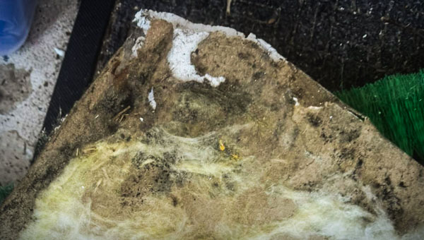 How to Identify Toxic vs. Non-Toxic Mold