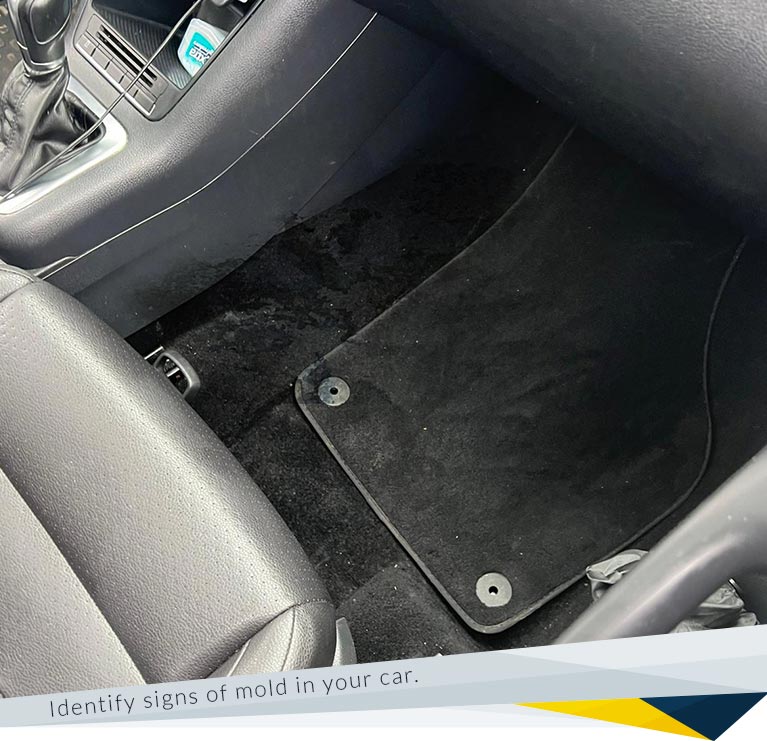 Mold in the Car: How to Spot It and What to Do