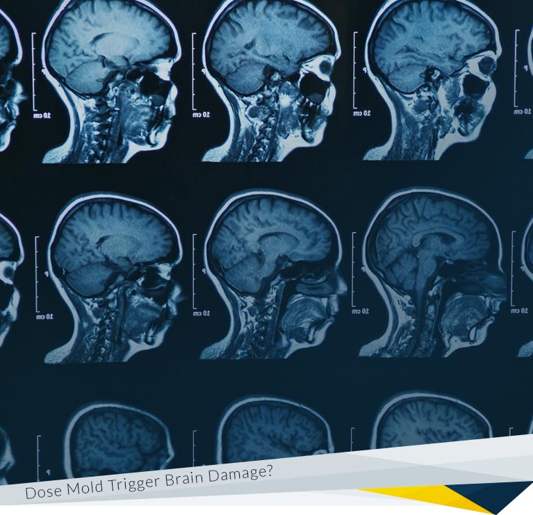 Can Mold Trigger Brain Damage?