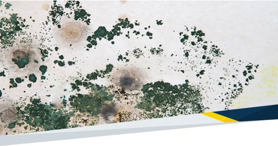 What You Should Know About Mold