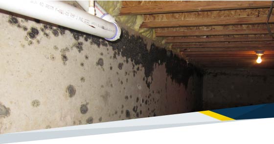 What Causes Mold?