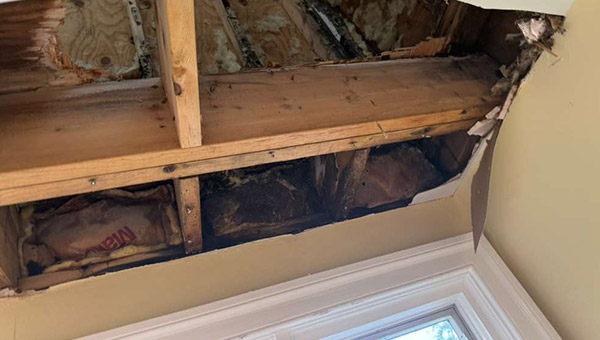 Multi-Area Mold Remediation in Washington, DC